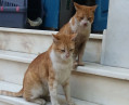 didimakia